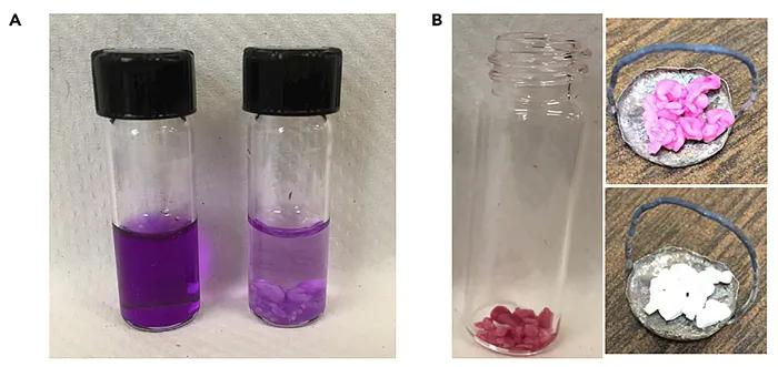 软绵贝壳,硬贝壳类