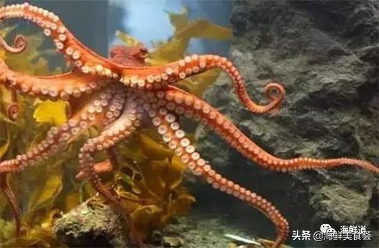 102种海鲜,营养丰富的海鲜有哪些品种