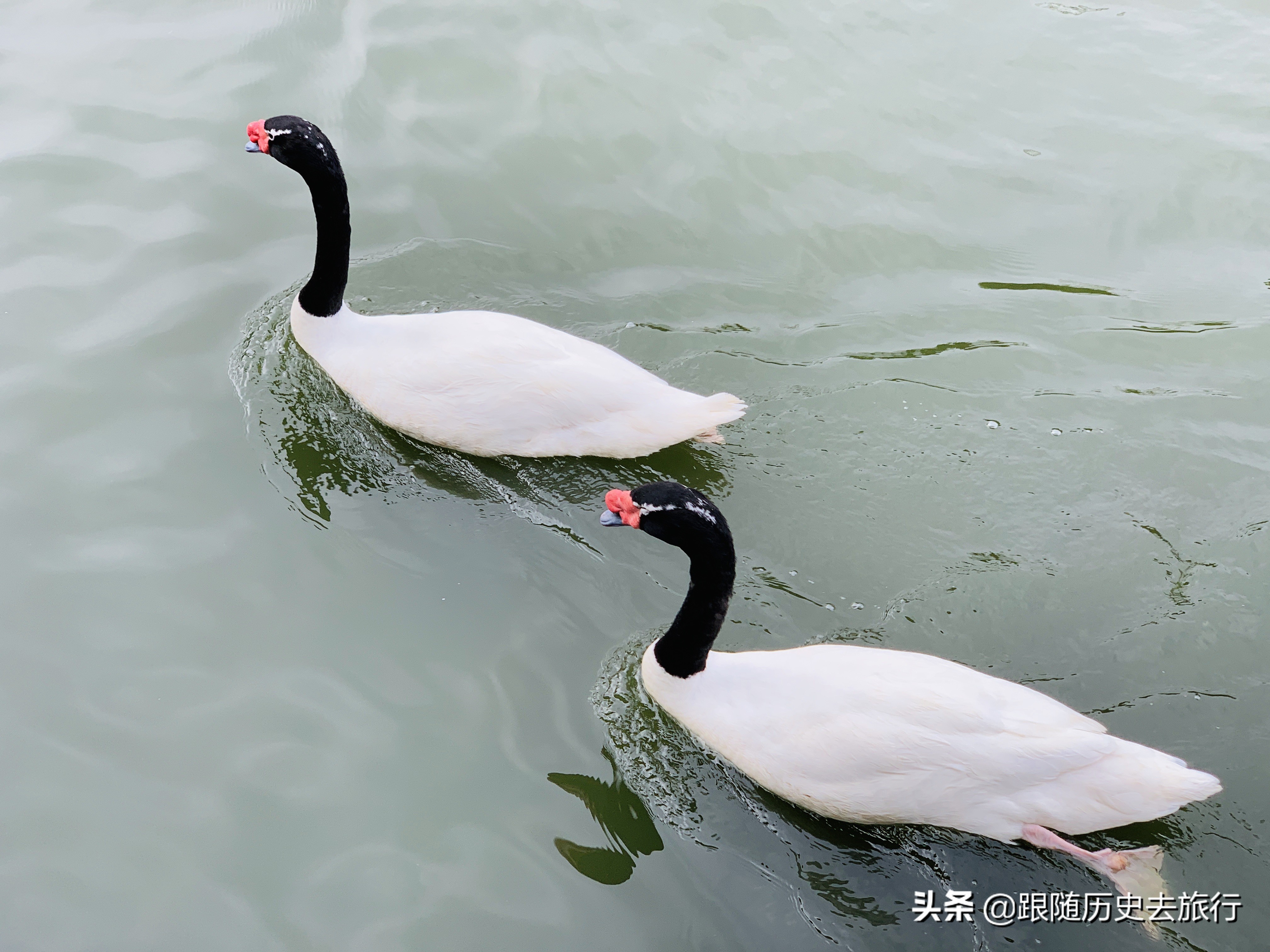 广州长隆动物园大熊猫门票多少钱,广州长隆水动物世界看大熊猫攻略