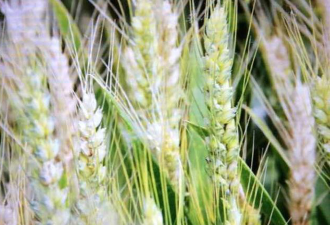 小麦出现白穗的原因有哪些？农民朋友该如何防治？