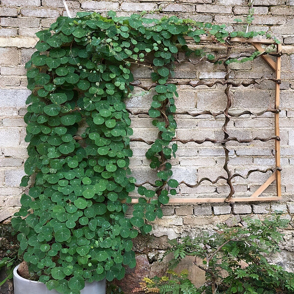 6种花旺财又养人,6种花养人又镇宅