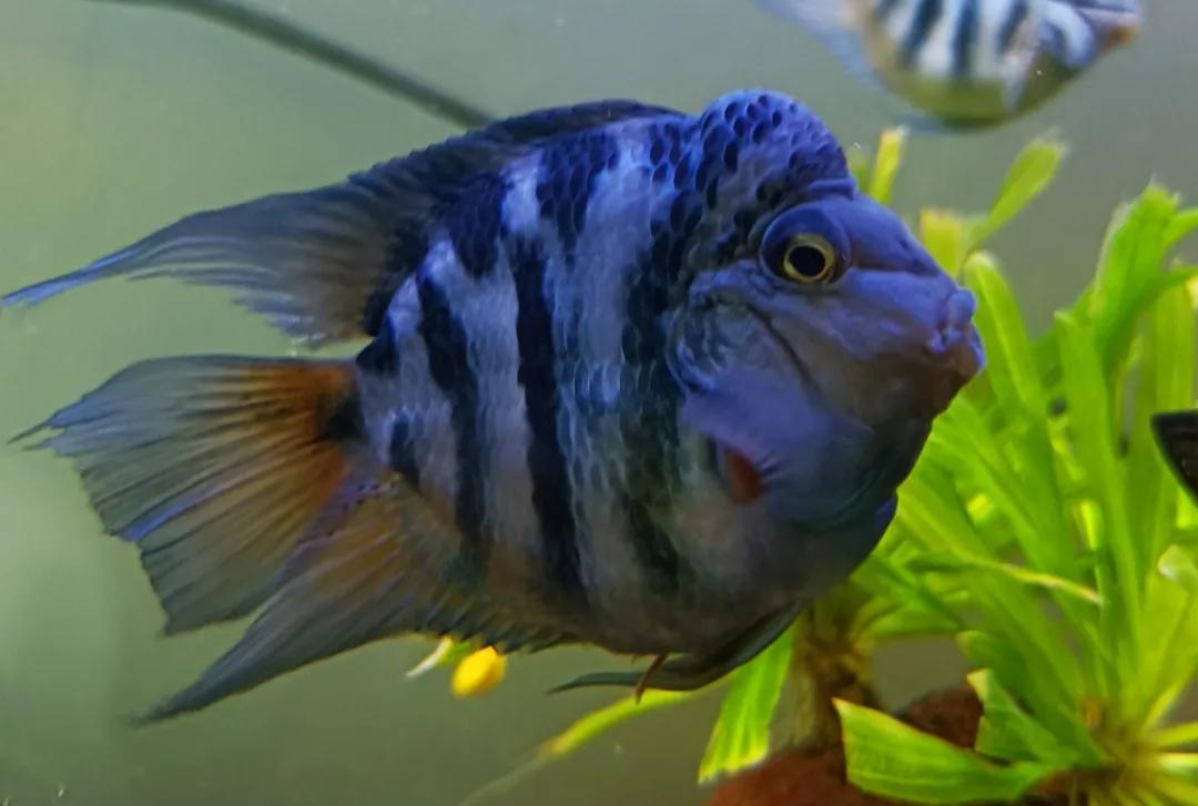鹦鹉鱼可以跟迷你鹦鹉鱼一起养吗,迷你鹦鹉鱼会吃别的鹦鹉鱼小鱼吗