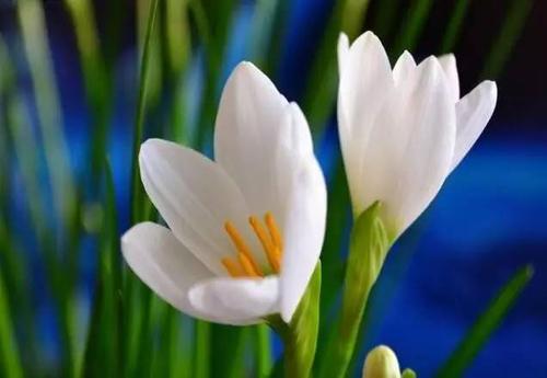 云南野水仙花,云南野的水仙花