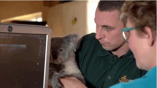 嘘！我要去澳洲了，不如一起吧