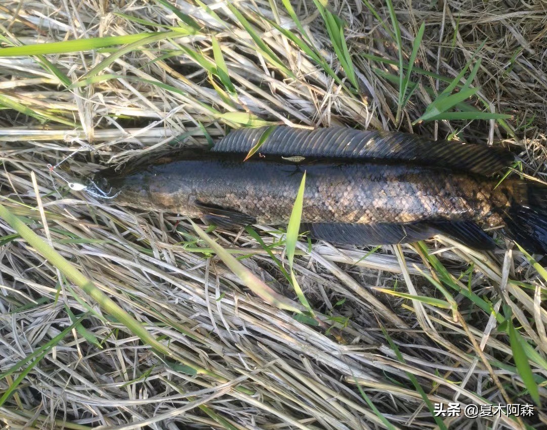 路亚新手不知道怎么玩,路亚你不知道的钓法