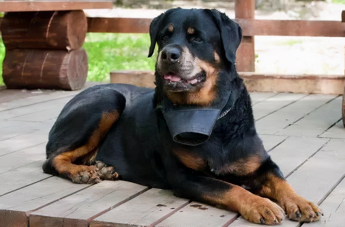罗威纳挑食如何处理,罗威纳挑食怎么办