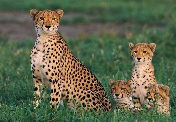 猫咪吃猫饭便便不臭,你家猫拉屎有多臭