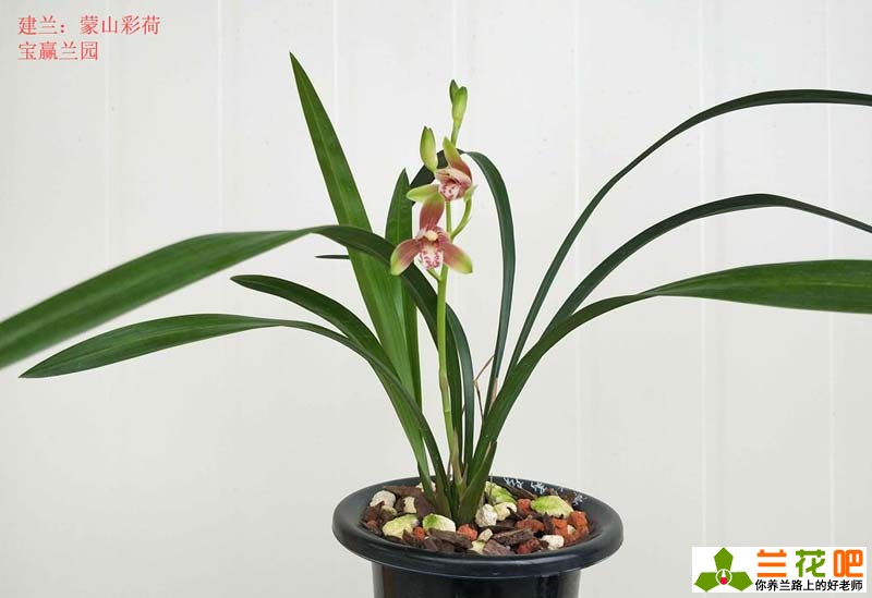 夏季兰花怎么养才能养好,夏季养兰3大浇水禁忌需牢记