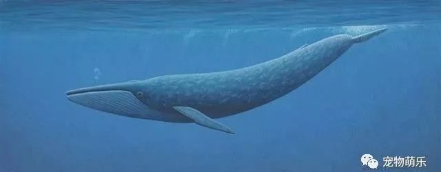蓝鲸是有史以来最大的动物吗,蓝鲸是世界上最大的动物