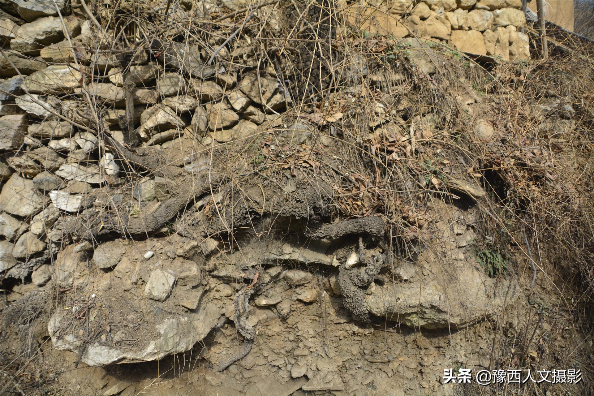 一百多年的老柿树才长这么大,碗口粗无核柿树图片