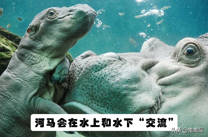 大自然中不常见的动物,关于大自然的动物百科