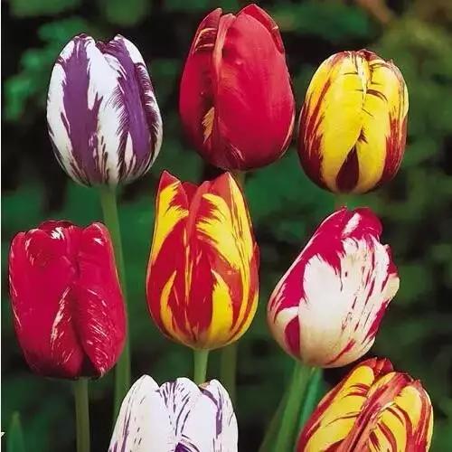 世界上最高贵最漂亮的花,世界上最名贵的花