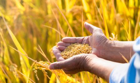 现在农民不愿种地了怎么办,农民种地一直不挣钱怎么办