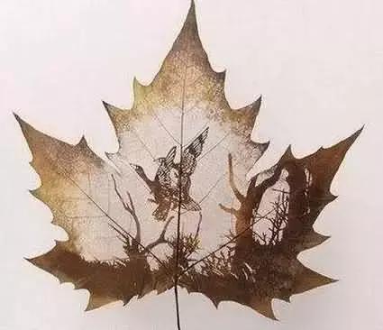 一叶一菩提高清图片,最漂亮的一叶一菩提