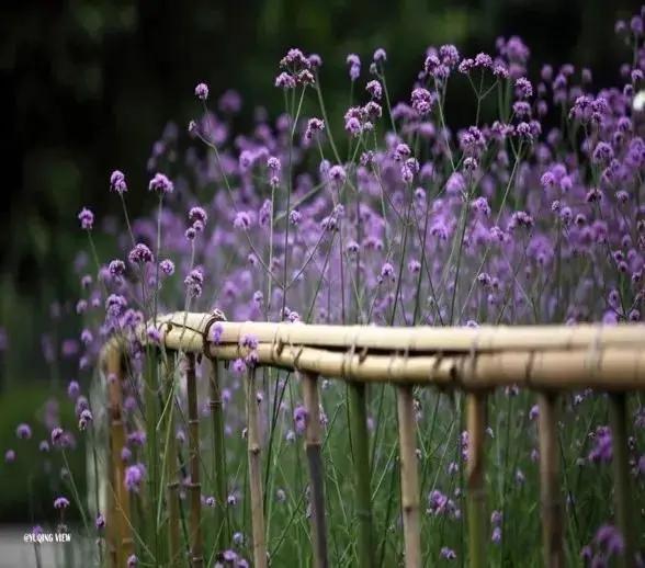 世纪公园拍照馆,世纪公园拍照出片的地方