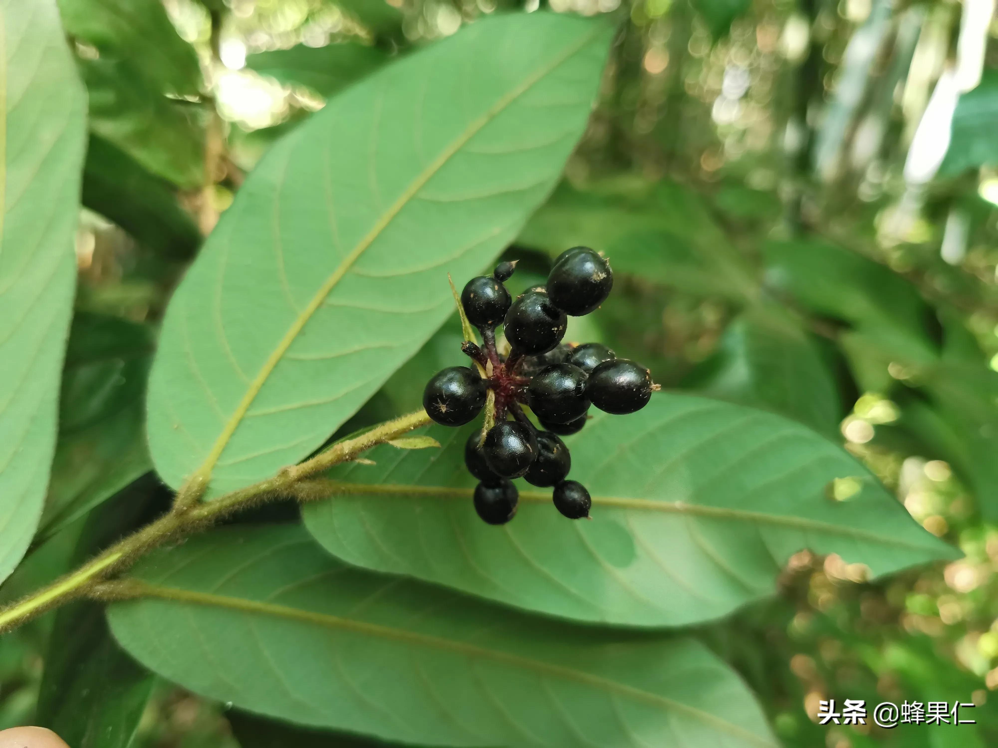 农村的所有野果,农村常见50种野果