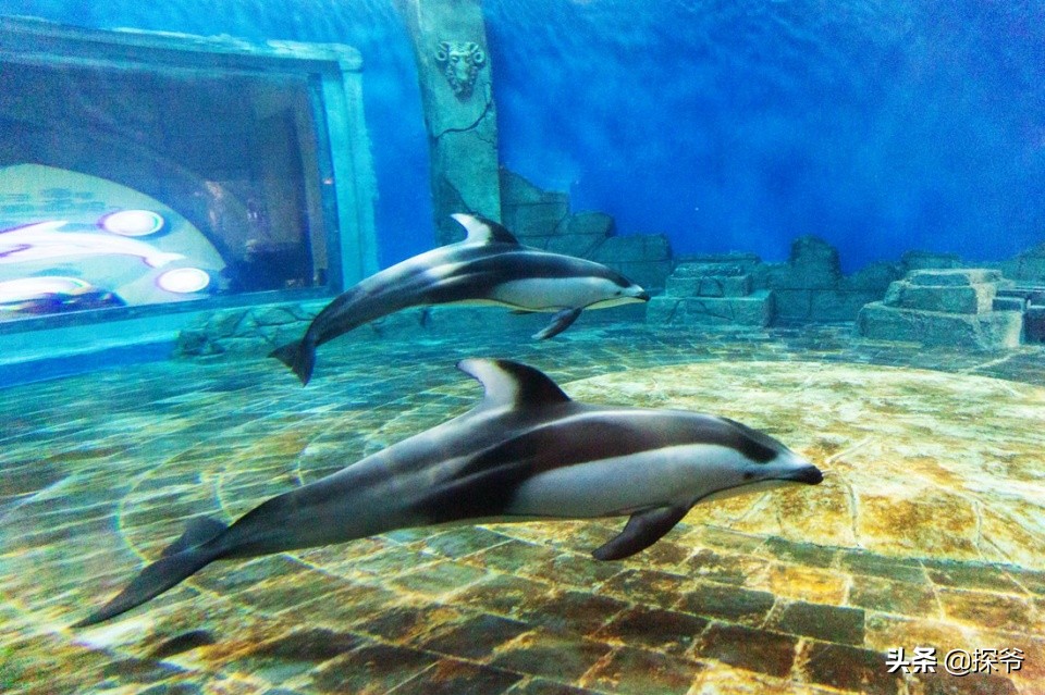 重庆汉海鲸豚湾水世界开园时间,重庆汉海海洋公园门票优惠政策