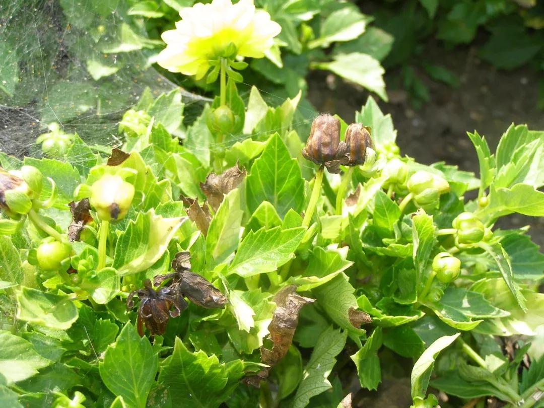 大丽花叶子发黄不开花,大丽花不开花施什么肥