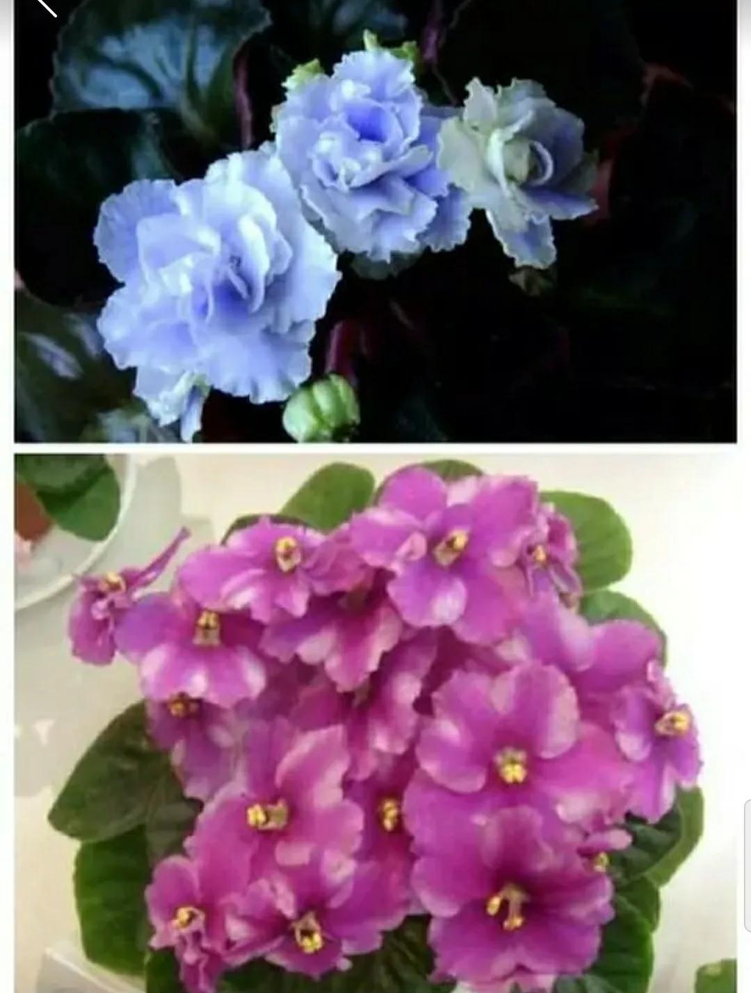 芳踪难觅濒危花！清新治愈篇：沙漠高原是吾家，豹子花的春天来了