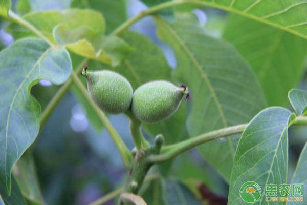 核桃种植前景如何,猴头核桃树种植前景