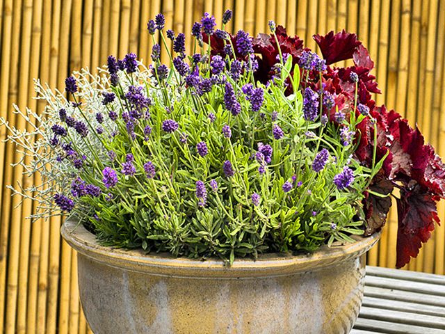 驱蚊效果好又耐养的花,驱蚊的花哪一种最好养