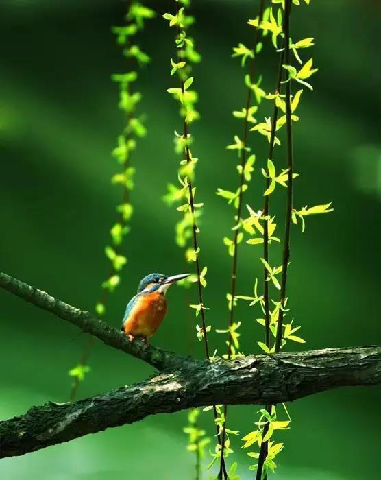 赞美春天柳树的优美句子,形容春天柳树的唯美句子