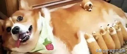 母狗发情周期时多久？