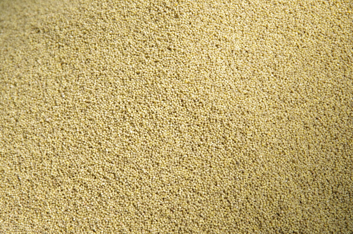 小米是颜色深的好还是浅的好 (小米是较黄的好还是较白的好)