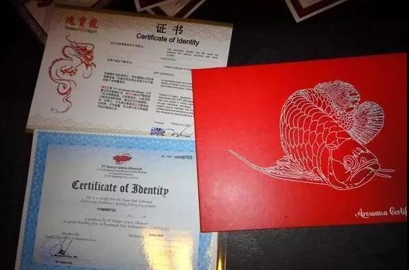 养龙鱼知识大全,龙鱼的起源与产地水族馆