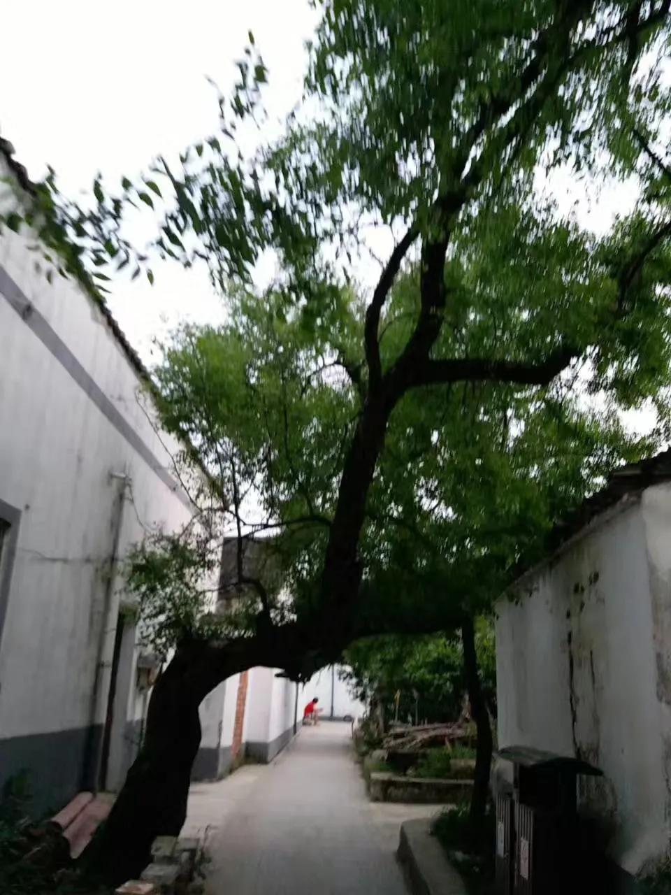 太湖三山岛地理位置,三山岛太湖