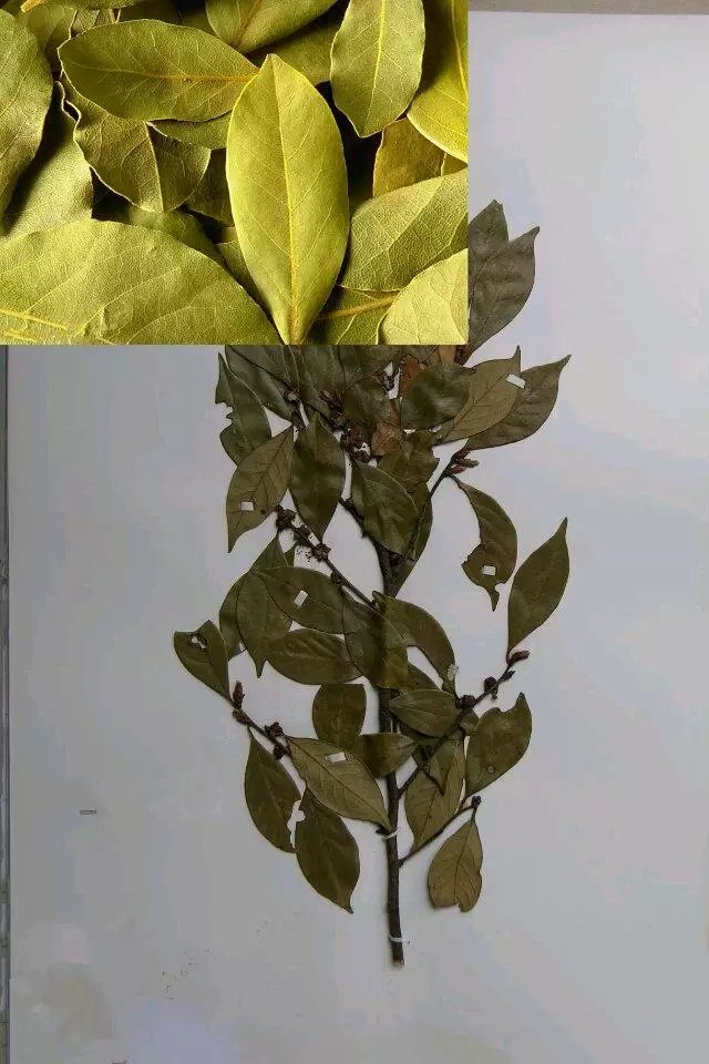 各种香料的属性与搭配,各种香料调料的配方共十八种