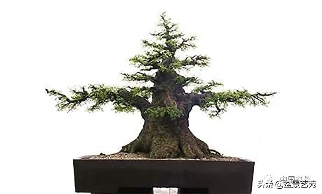 老树桩的造形特征有哪些,论述树桩盆景主要流派的艺术特点