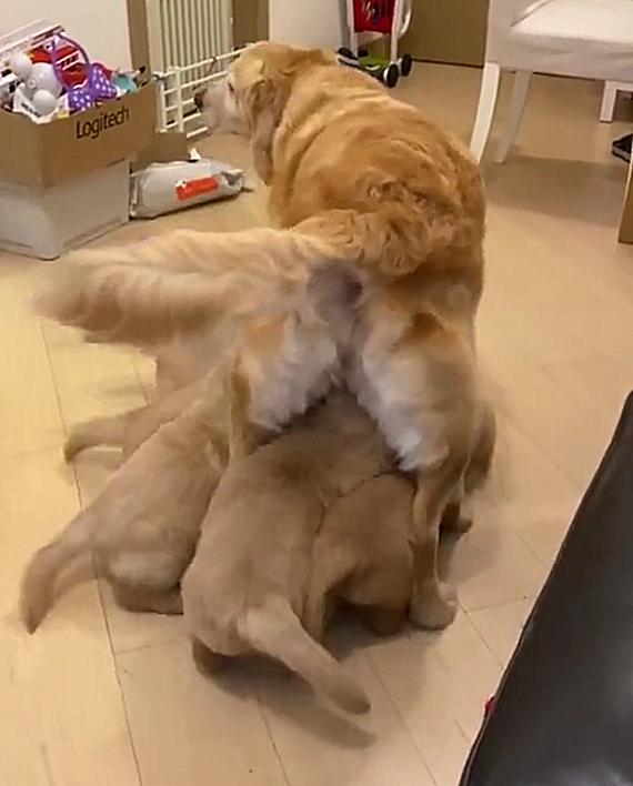 家中金毛生了一窝狗崽,每次喂奶都寸步难行,真是一个头两个大