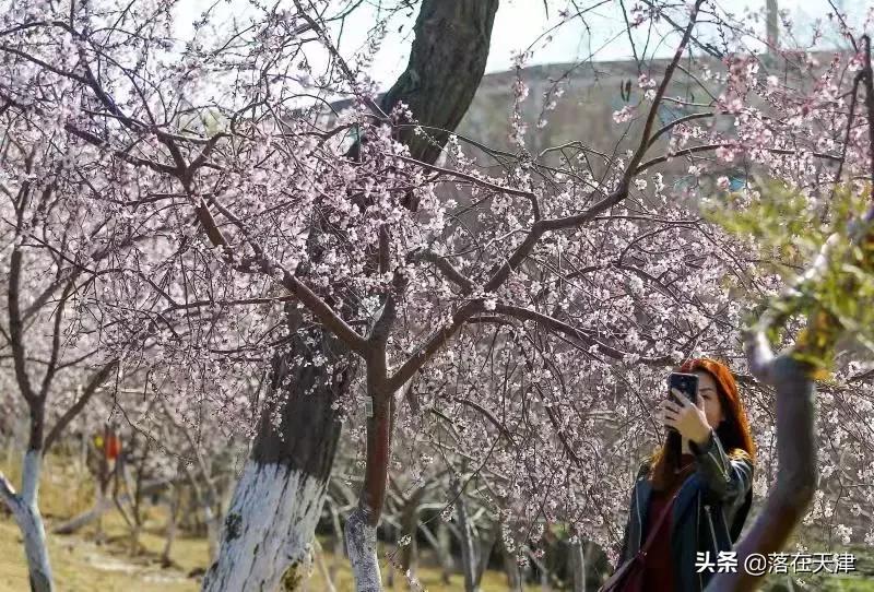 天津河北区桃花堤开了吗,天津看桃花的北运河桃花堤
