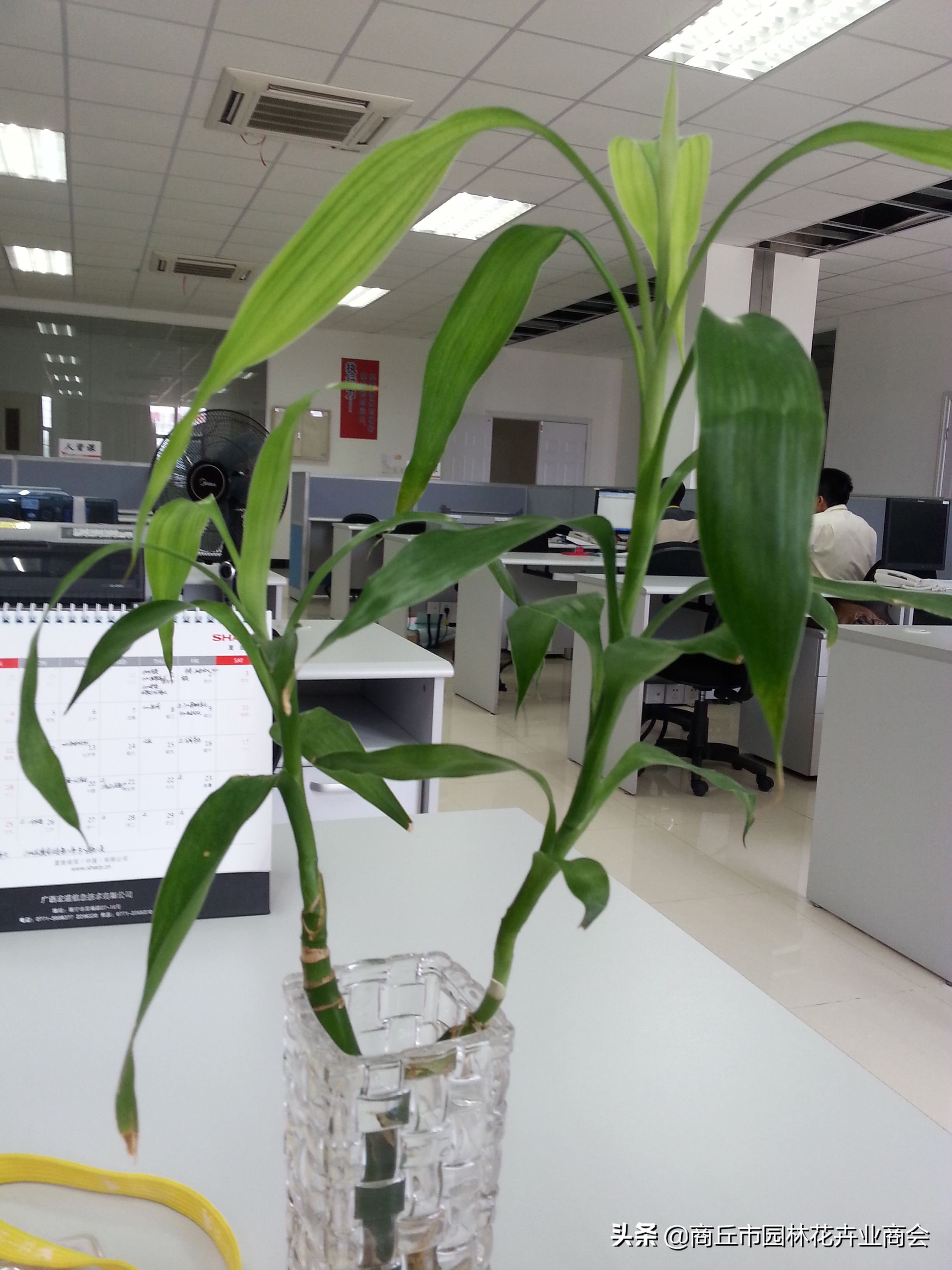 可以做农药的植物,家庭自制植物生长营养剂