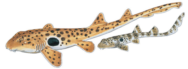 行走的肩章鲨，野心不只是海洋，展示了鲨鱼家族恐怖的进化能力