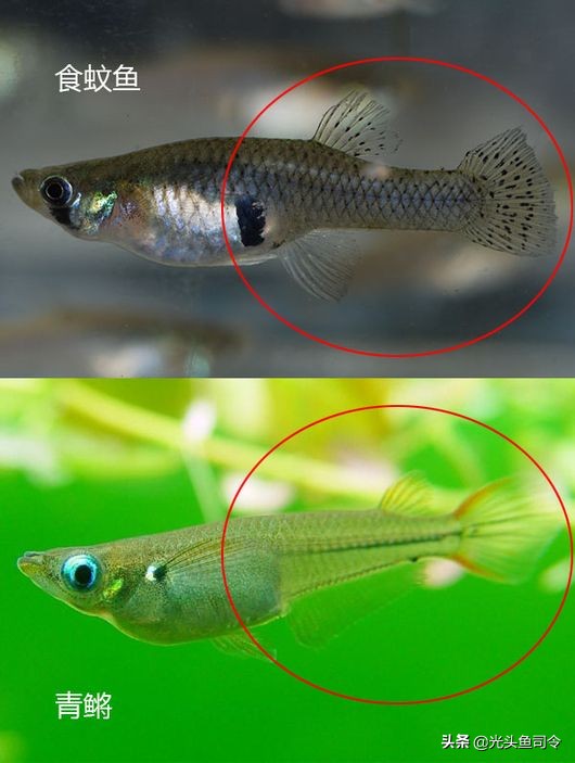 食蚊鱼的入侵视频,消灭入侵物种食蚊鱼