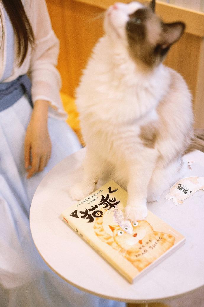 古代人养猫的历史,古人撸猫的仪式比纳妾还复杂