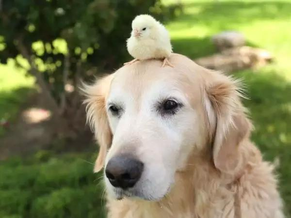 狗狗脾气变暴躁的原因及解决方法,狗狗脾气不好总咬人怎么回事