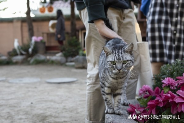 日式猫咪咖啡馆,日本东京猫咪咖啡厅