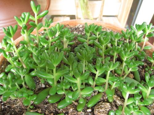 不易徒长易上色的阳台多肉,容易徒长的多肉有哪些