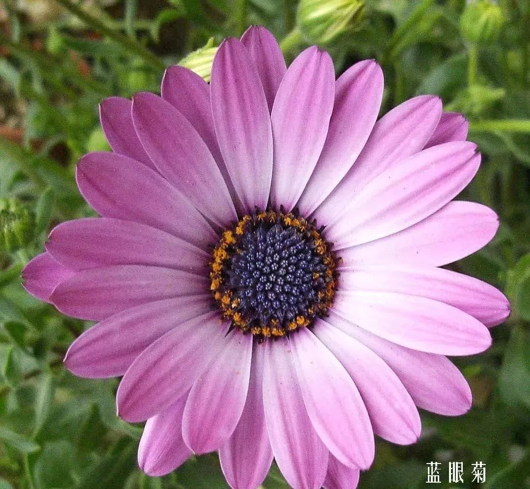 花店里同款的两种不同价格的花材,花店最容易被顾客误解的几种花材