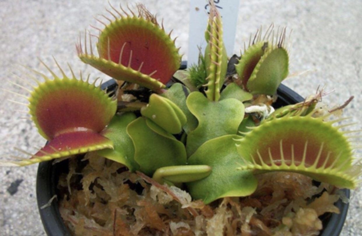 什么植物可以驱蚊最好,哪些植物驱蚊效果最好