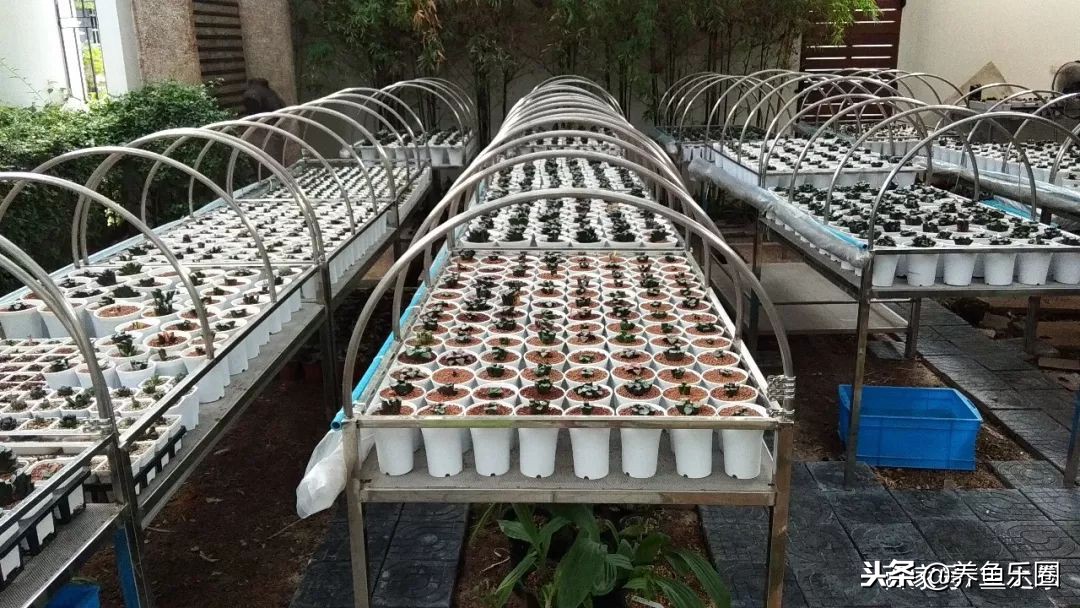 这位土豪家的渔场,光滤材就花了500多万,你确定不要见识一下?