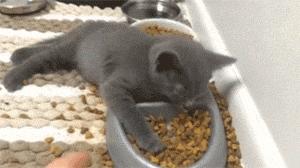 猫咪厌食的原因和解决方法,猫咪食欲不振最佳解决方法