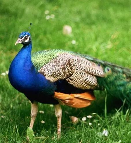 甘露花海最美打卡地点,花海风光打卡地