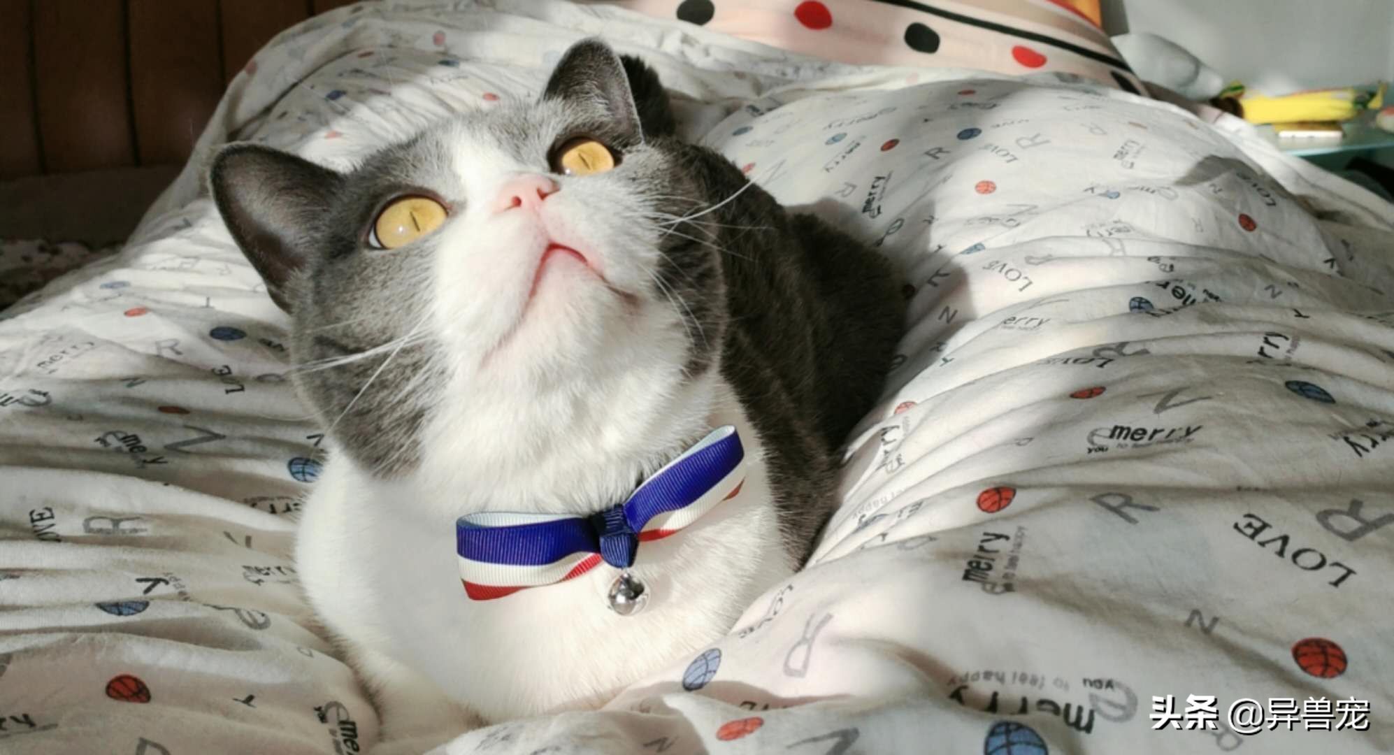 当宠物生病治疗费用太高,宠物生病治疗费有多昂贵