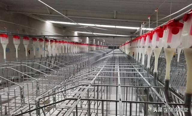 一招解决猪子宫内膜炎,母猪子宫内膜炎应该怎么处理