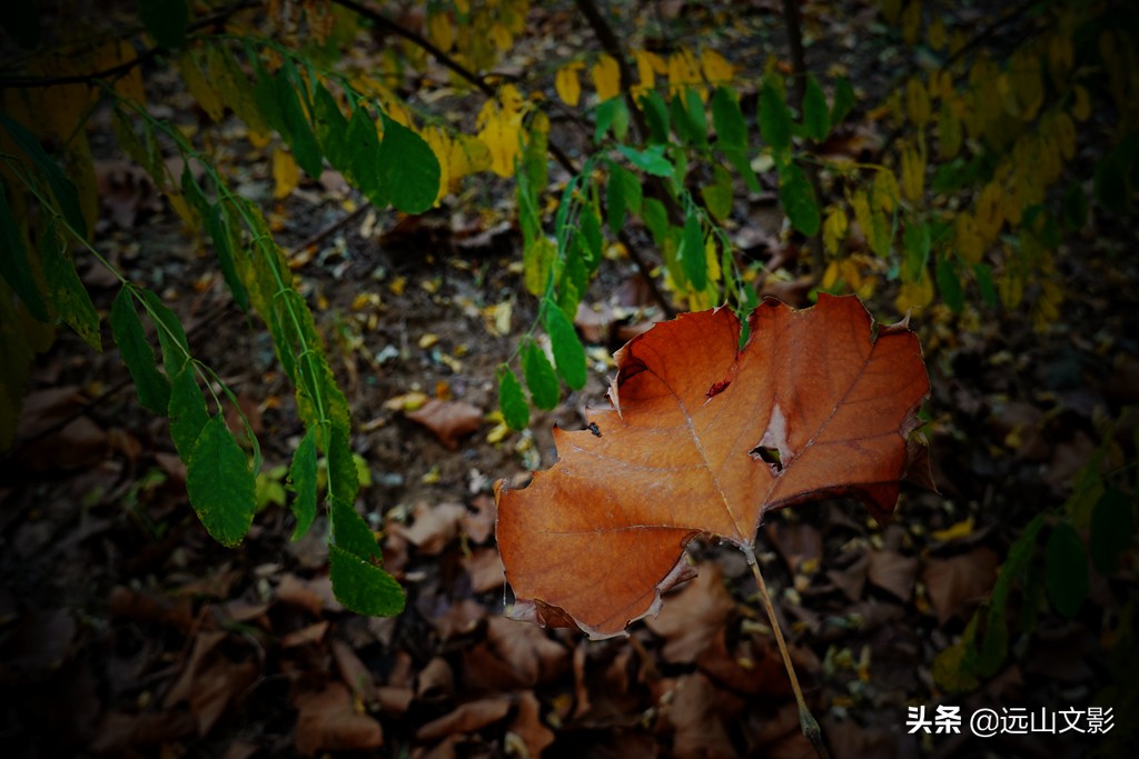 索尼黑卡二怎么拍,索尼黑卡2大光圈拍视频