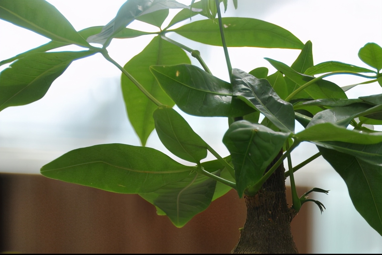 发财树花叶子枯萎了怎么救,发财树叶子发蔫下垂怎么拯救